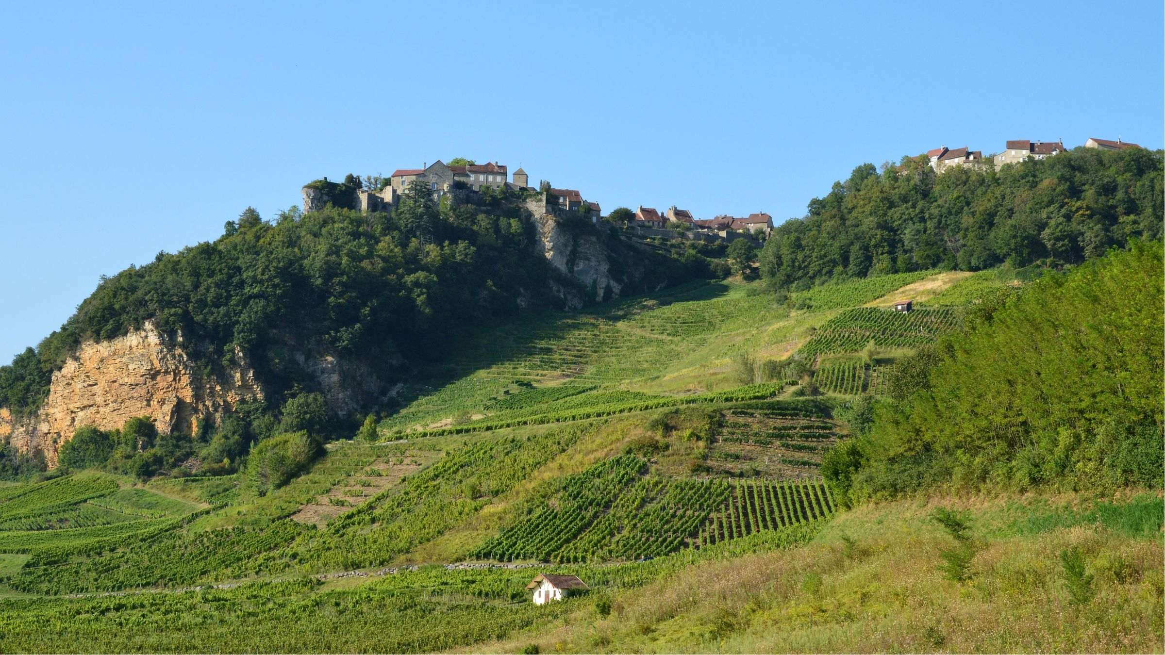 Coteaux couverts de vignes