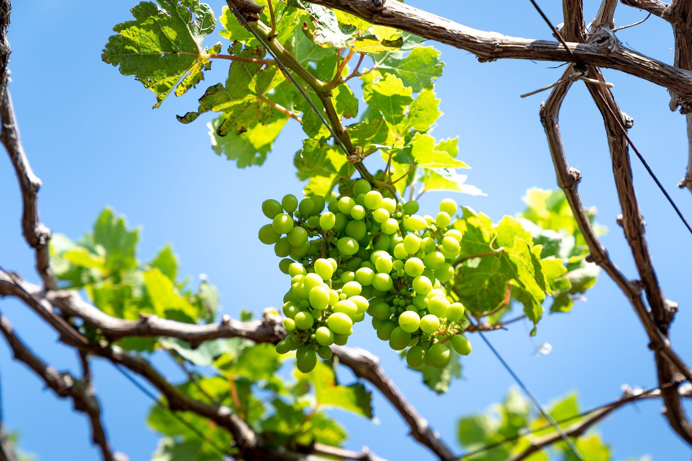 Grappes de chardonnay mûres