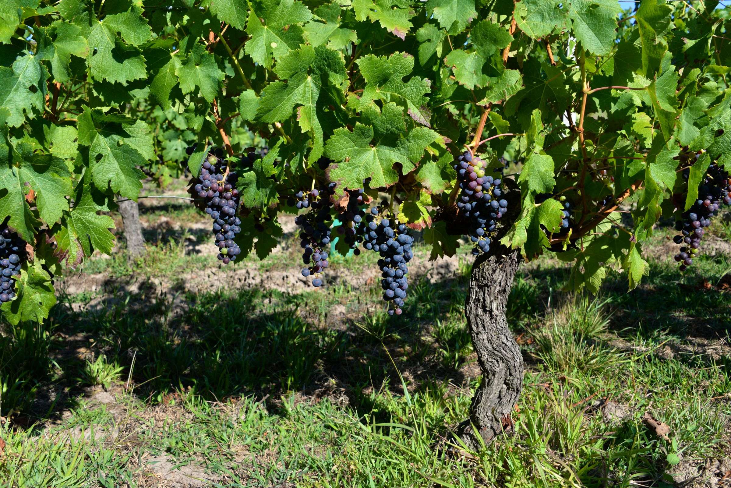 Grappes de raisin noir sur la vigne