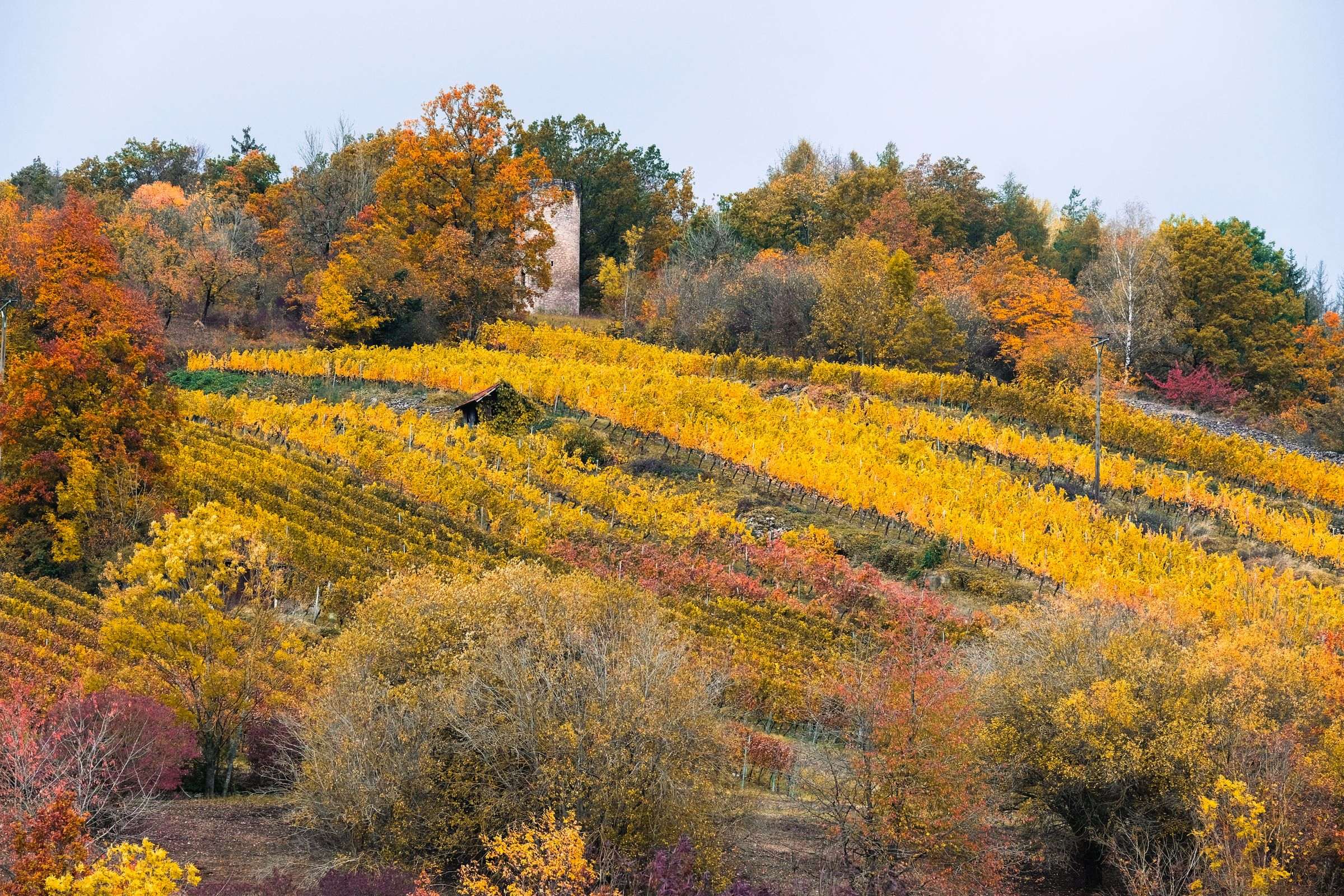 Paysage de vignes en automne