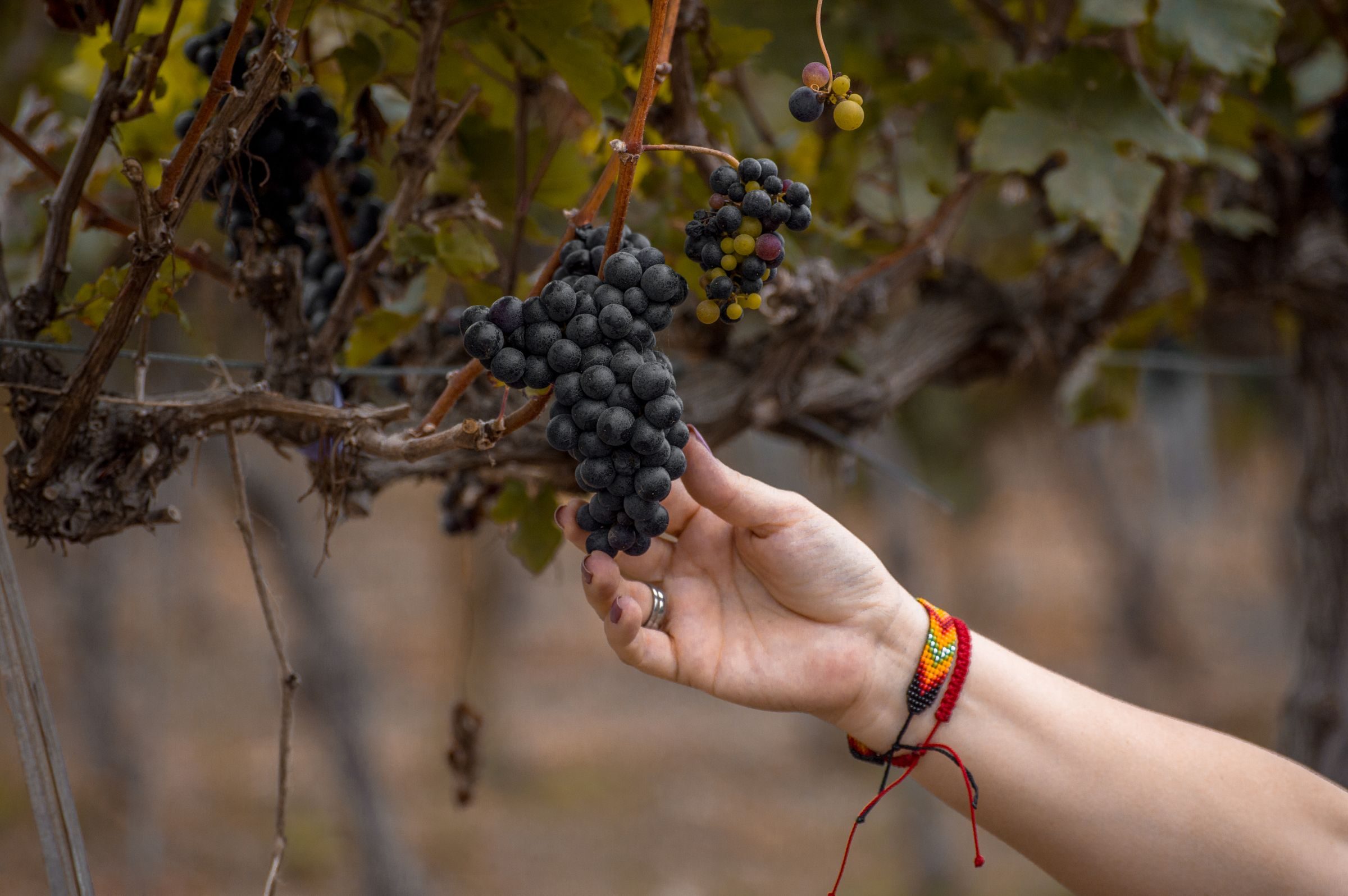 Vendange à la main dans les rangs